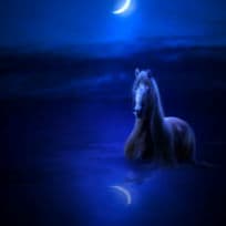 Sad Horse