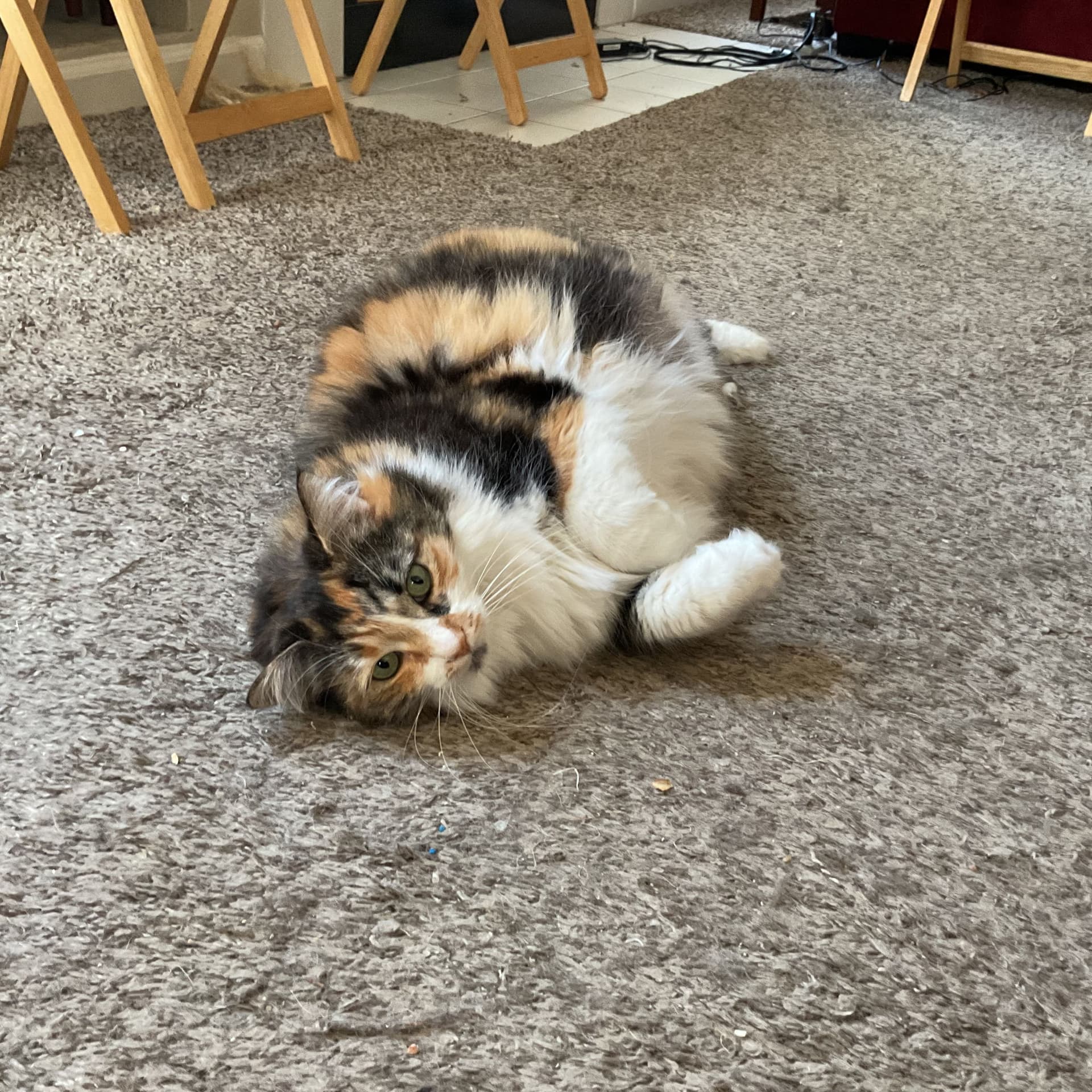 Random Cat